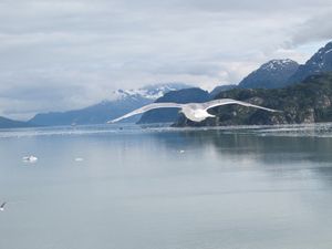Glacier Bay seagull