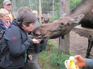 Haines Wildlife Preserve kissing a moose