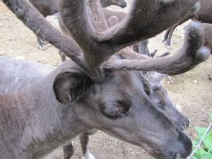 Haines Wildlife Preserve reindeer
