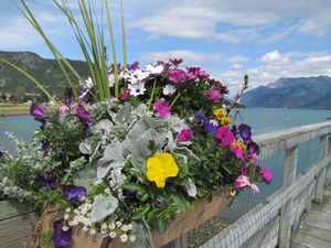 Haines - more pretty flowers