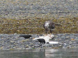 Juneau cruise - immature bald eagle eating fish.