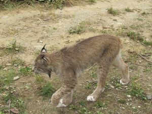 Haines Wildlife Preserve lynx