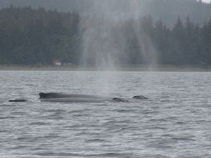 Juneau humpbacks