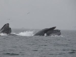 Juneau humpbacks - bubblenet feeding