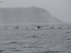 Juneau humpbacks