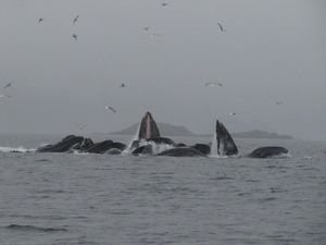 Juneau humpbacks - bubblenet feeding again