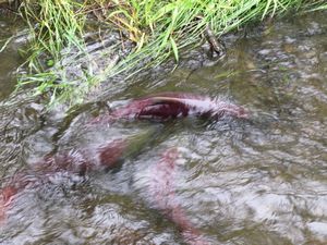 Mendenhall salmon spawning