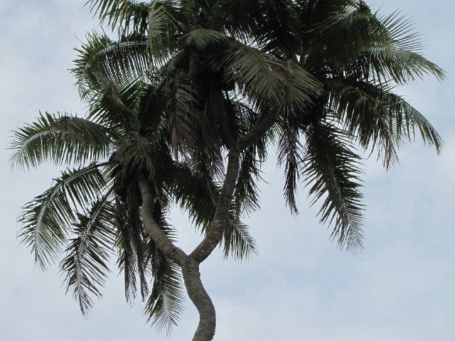 3 head coconut tree