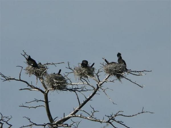 Cormorants!