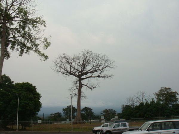 Ceiba Tree in Winter
