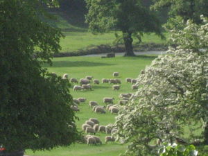 Run sheepies, run!