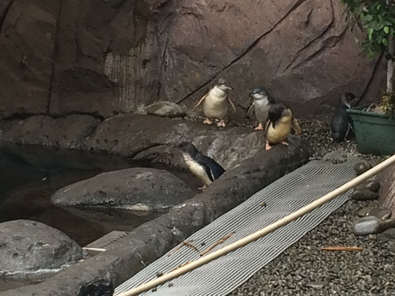 Penguins at the Antartic centre