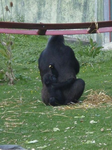 Gorilla mum and bub