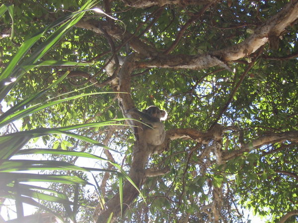 Our first Koala sighting. PS, they are NOT bears. 