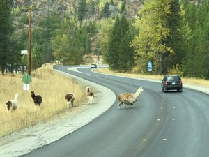 Unusal wildlife crossing