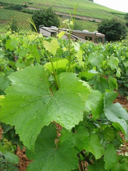 Rig hiding in vineyard