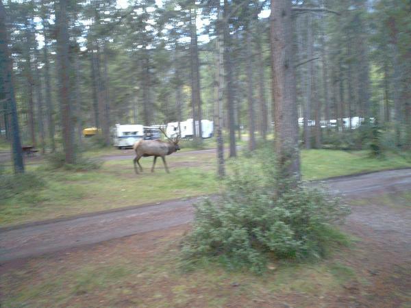 Close encounter with angry Elk!