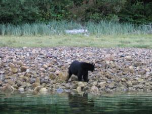 Bear out fishing