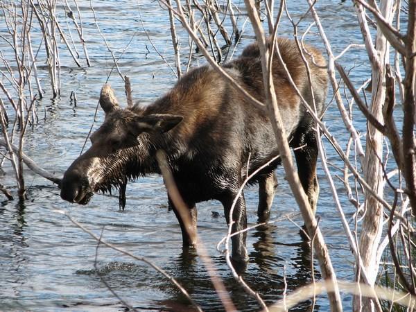  Female moose