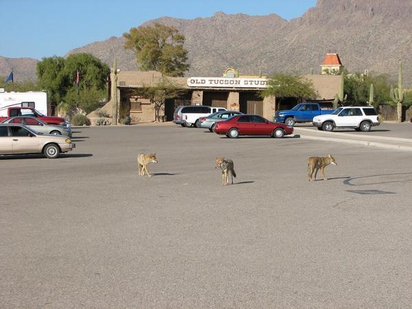 Coyotes in car park