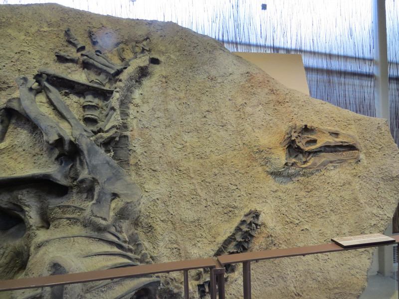 Dinosaur embedded in sandstone