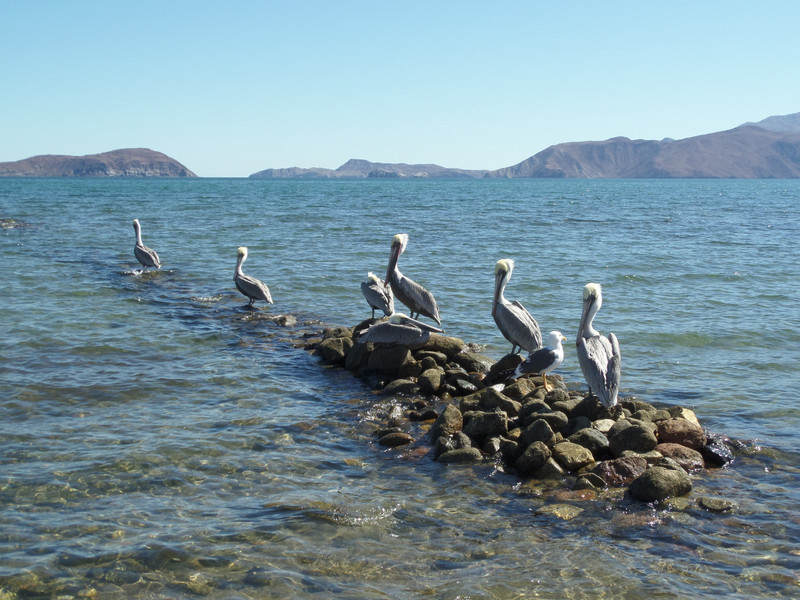 Pondering Pelicans .......