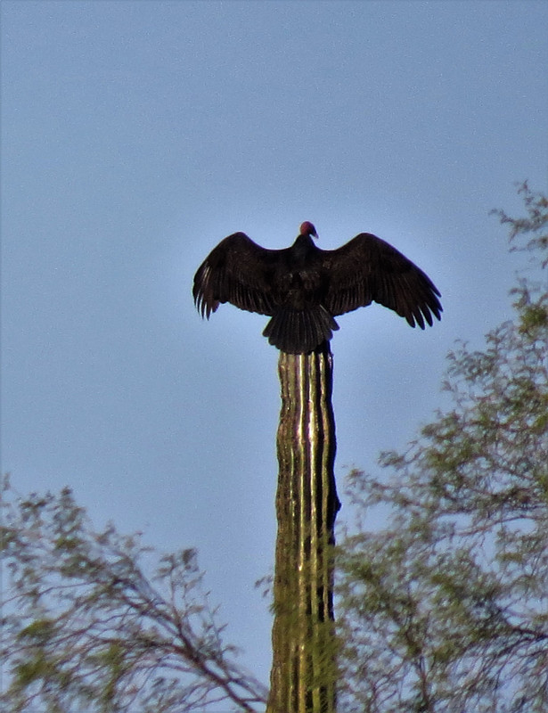 Vulture Warming its Wings 