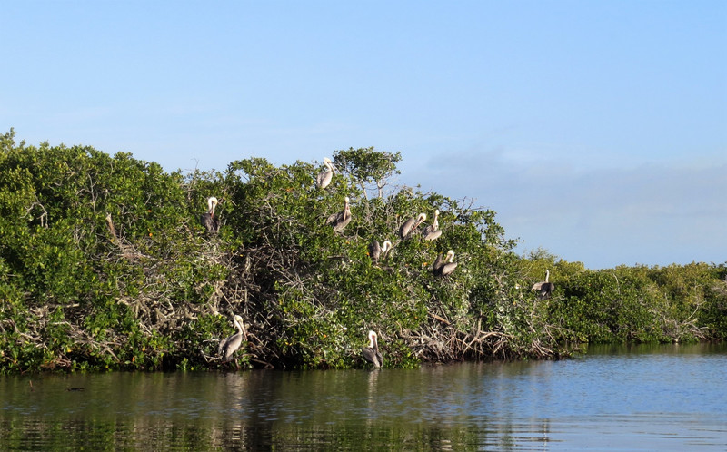 Mangroves and Pelicans. 