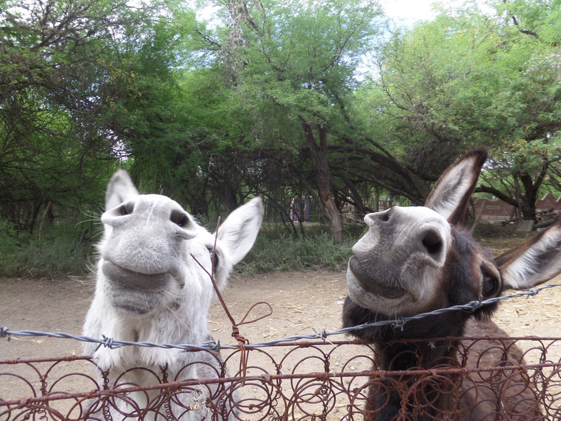 More Donkey friends 