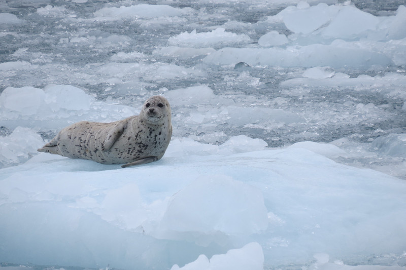 Posing seal.