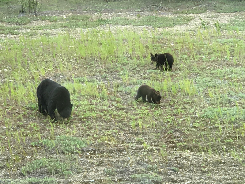 Bears by the side of the road.