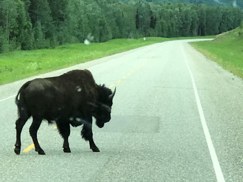 Bison crossing 