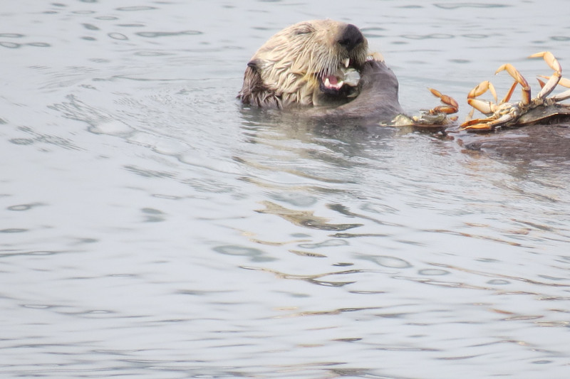 Lunching Sea Otter 