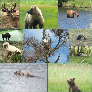 Alaskan Wildlife 