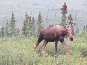 Road side moose.
