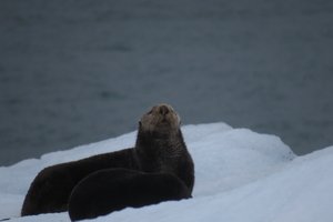 Posing sea otter. 