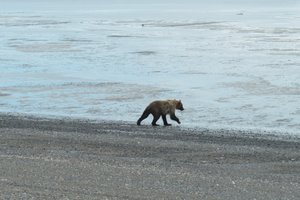 Salmon hunting bear