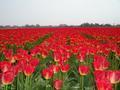 ....more tulips.....