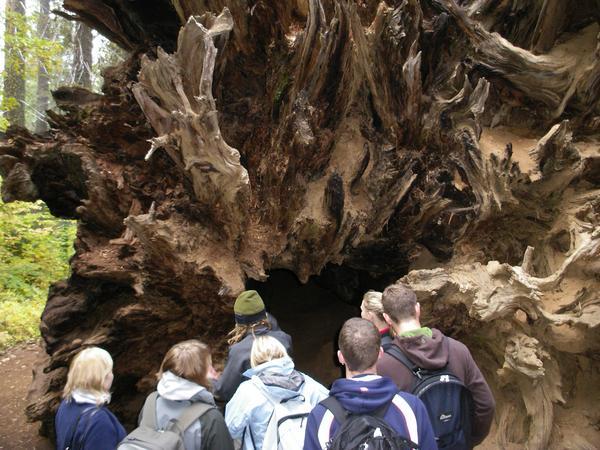 The roots of a giant Sequoia that had fallen