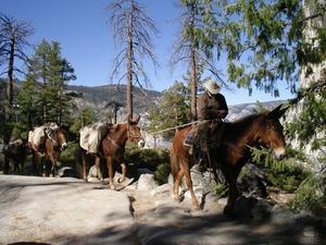 Horses carrying supplies up the mountain