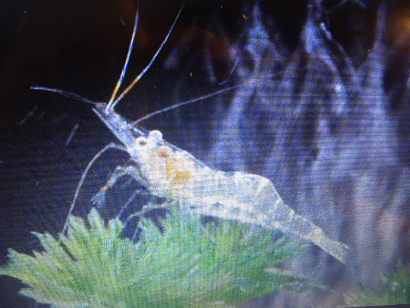 Here is a google picture of a Ghost Shrimp that can keep Guapo company and will serve as food if he gets too hungry while I'm gone. I should have some of these to put in the tank the day before I leave.