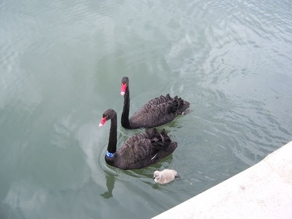 Black Swans on Albert Park Lake