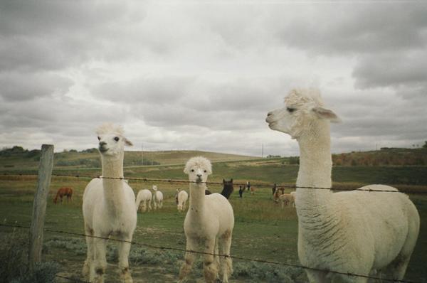 Llamas in Sasketchewan