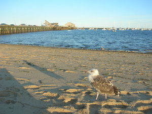 P-town Seagull