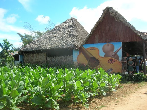 tobaco farm, Pinar del Rio 