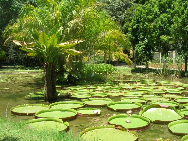 Botanical Garden lily pads