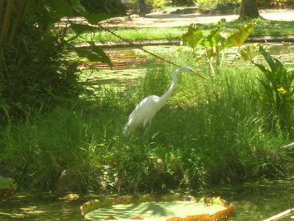 Botanical Garden crane