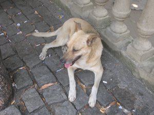 Santa Teresa dog
