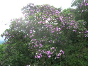 Paranapiacaba flowers