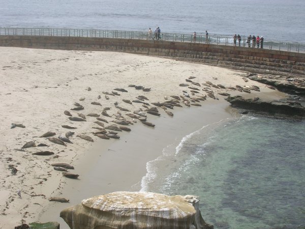 Children's Pool Beach seals